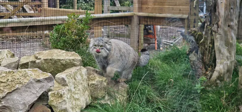 A photograph of a Pallas's cat