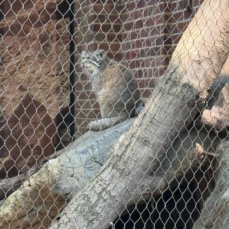 A photograph of Batu in Prospect Park Zoo