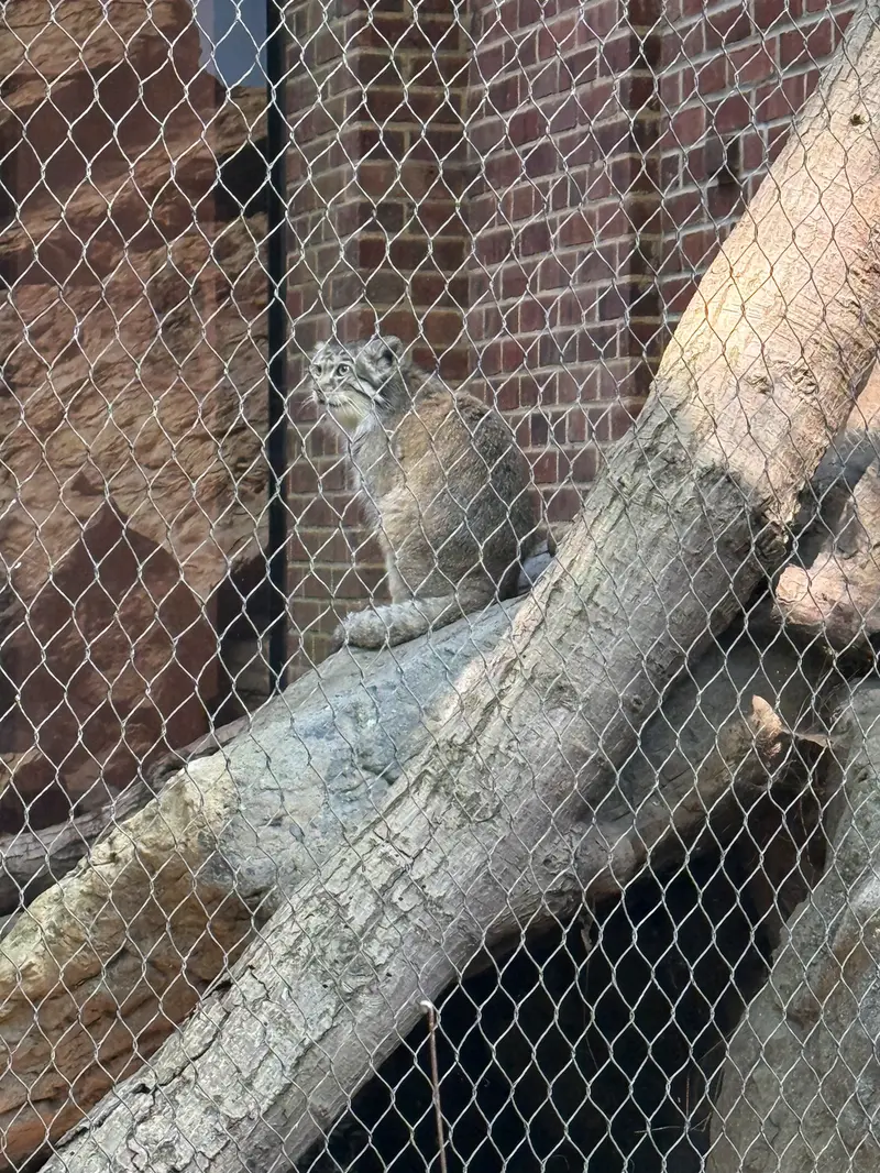 A photograph of Batu in Prospect Park Zoo