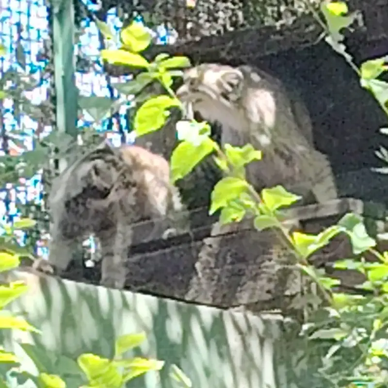 A photograph of a Pallas's cat in Budapest Zoo & Botanical Garden