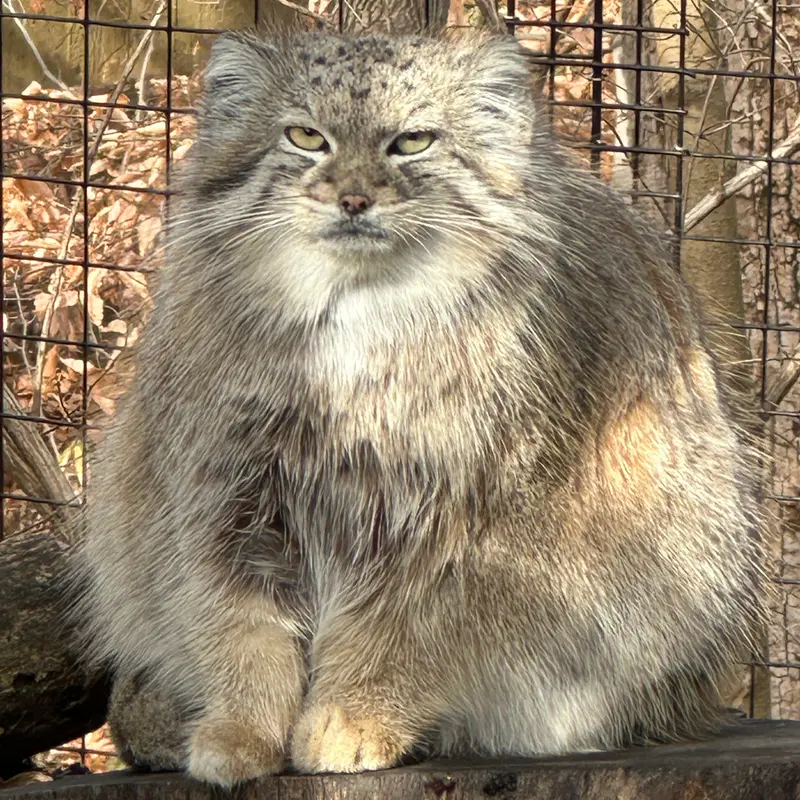 A photograph of Akar in Smithsonian's National Zoo