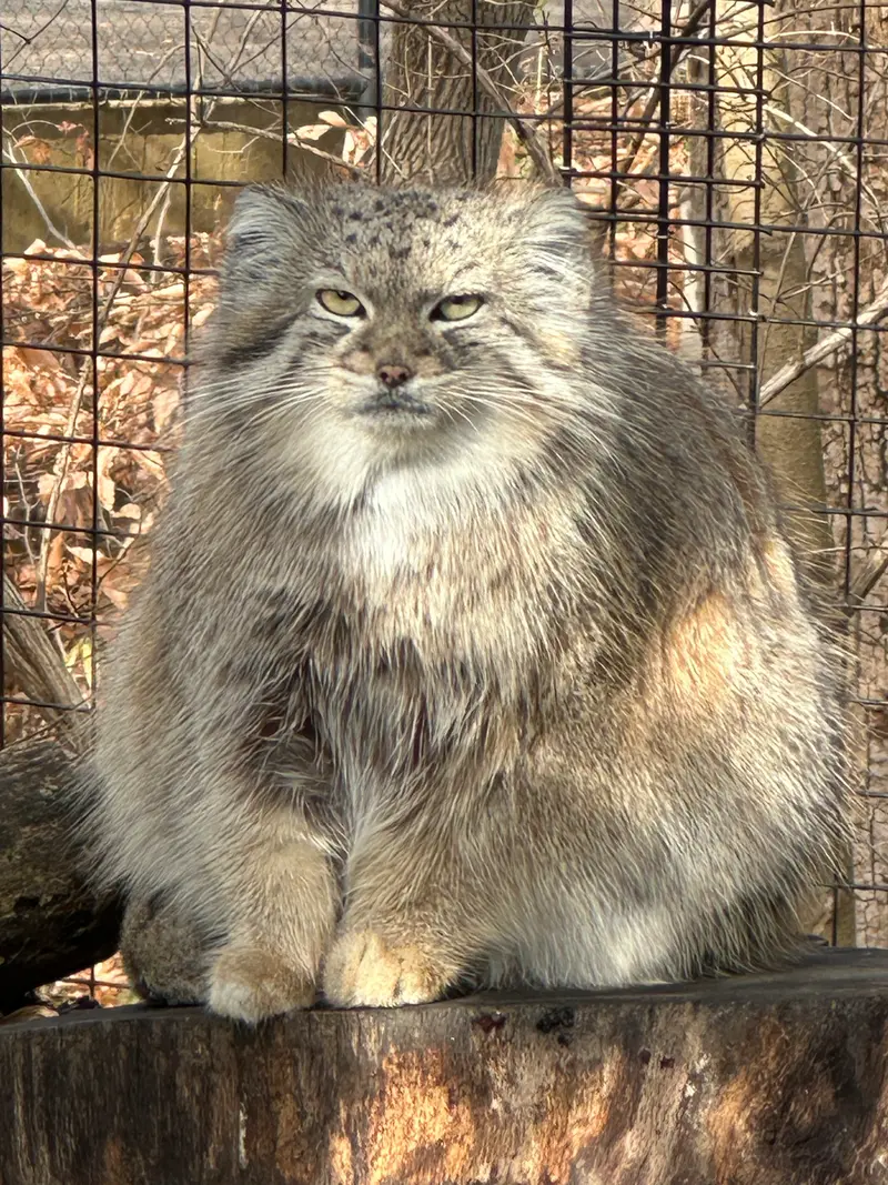 A photograph of Akar in Smithsonian's National Zoo