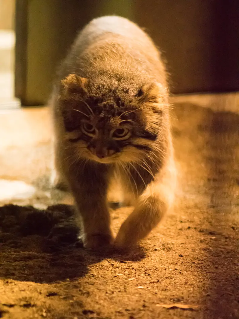 A photograph of Figa in Nogeyama Zoo