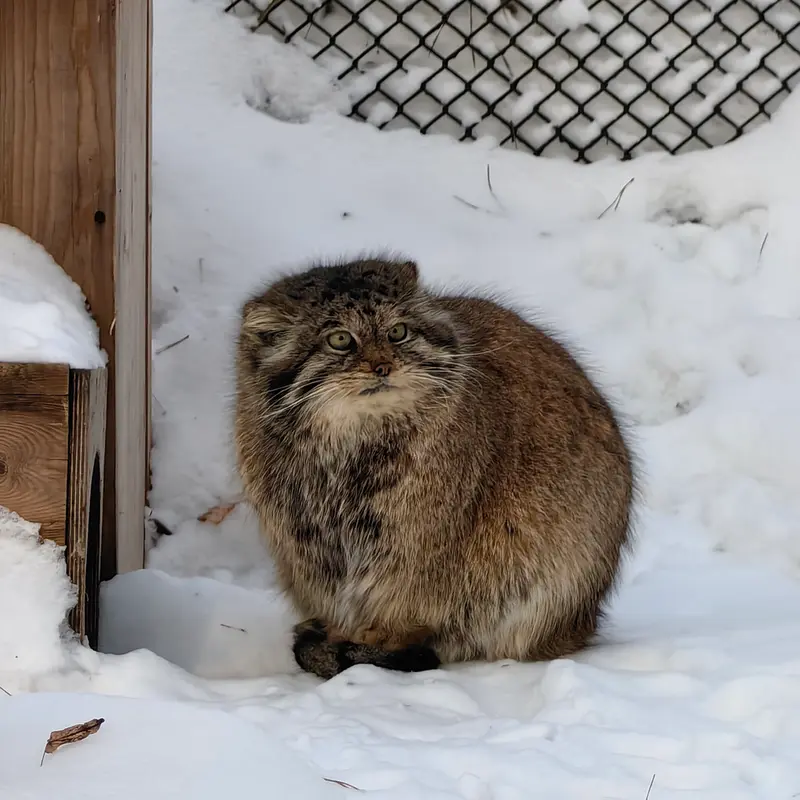 A photograph of Lastochka in Novosibirsk Zoo