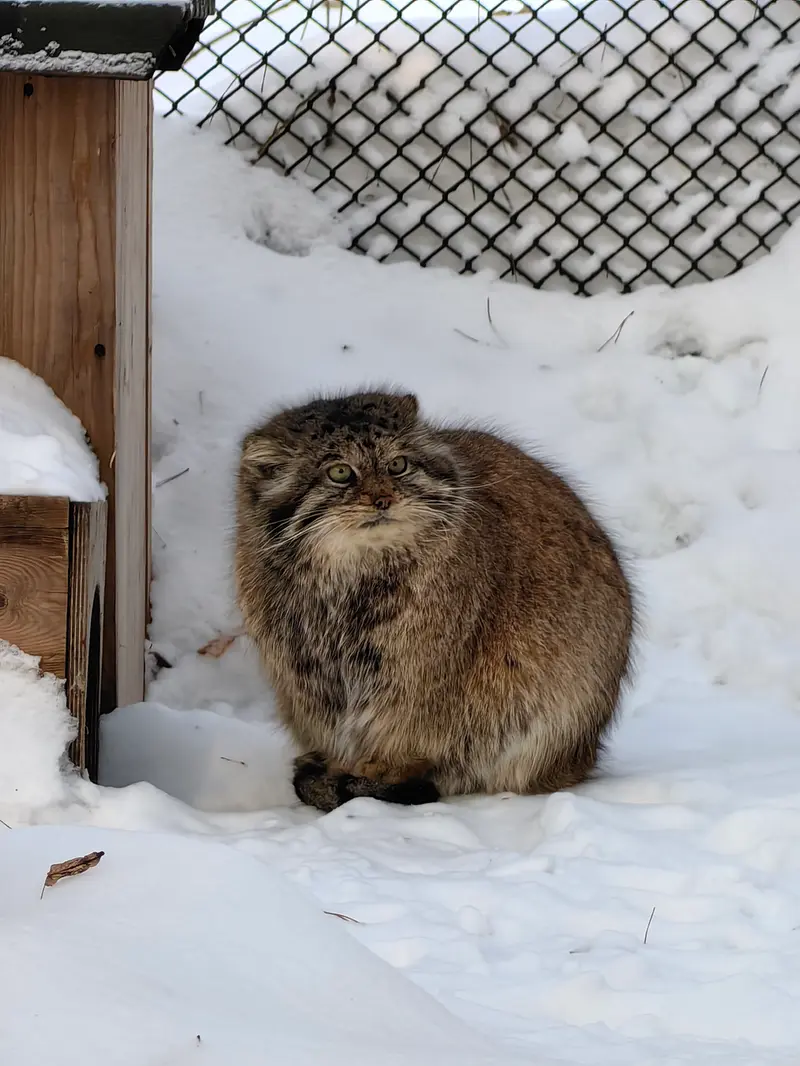 A photograph of Lastochka in Novosibirsk Zoo