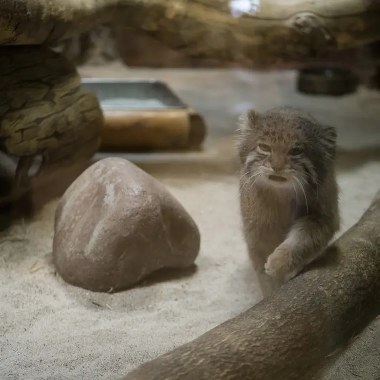 A photograph of Klyon in Ueno Zoological Gardens