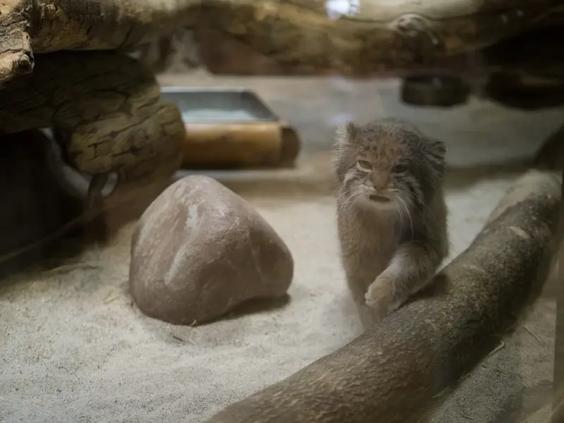 A photograph of Klyon in Ueno Zoological Gardens