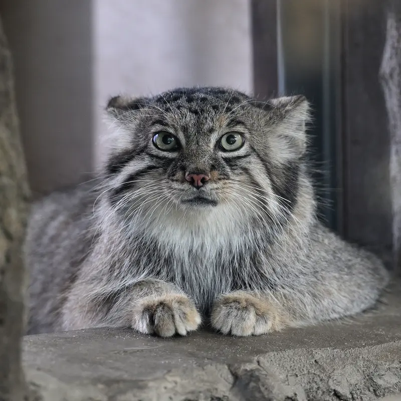 A photograph of Az in Kobe Animal Kingdom