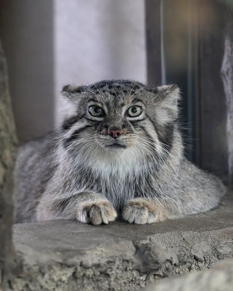 A photograph of Az in Kobe Animal Kingdom