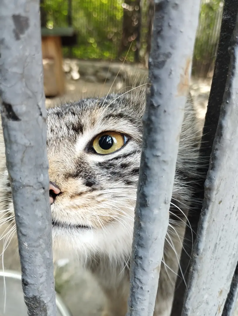 A photograph of a Pallas's cat in Novosibirsk Zoo