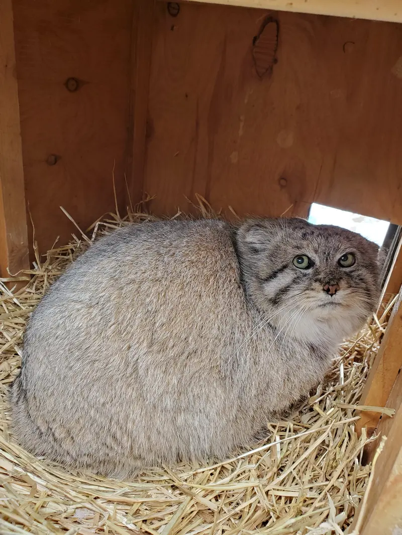 A photograph of Mushdog in Cincinnati Zoo