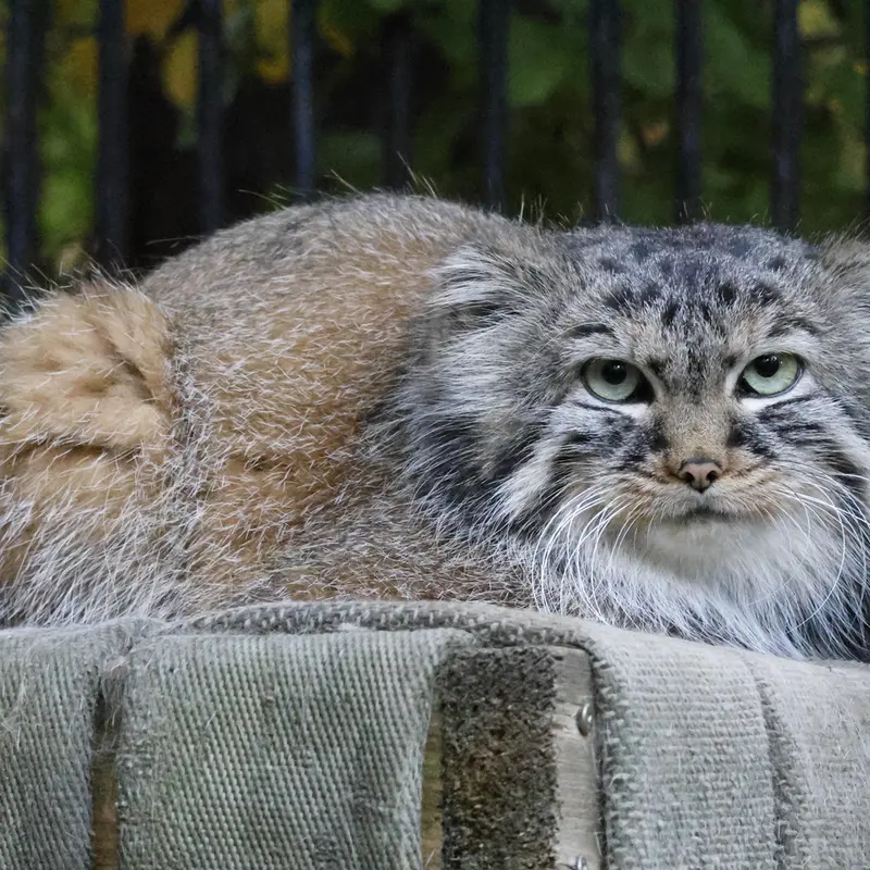A photograph of Gabi in Novosibirsk Zoo