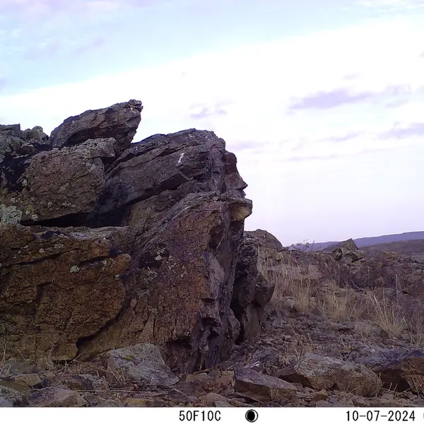 A photograph of a Pallas&#039;s cat from Karashoky camera trap