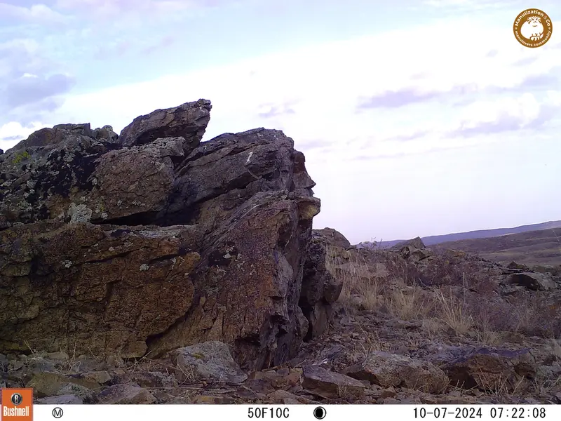 A photograph of a Pallas&#039;s cat from Karashoky camera trap