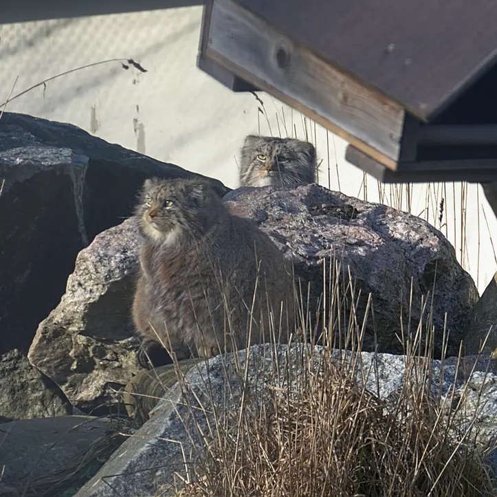 A photograph of Mimi in Korkeasaari Zoo