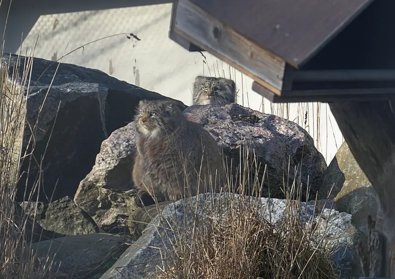 A photograph of Mimi in Korkeasaari Zoo