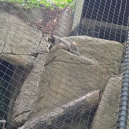 A photograph of a Pallas's cat in Cincinnati Zoo
