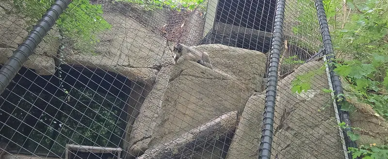 A photograph of a Pallas's cat in Cincinnati Zoo