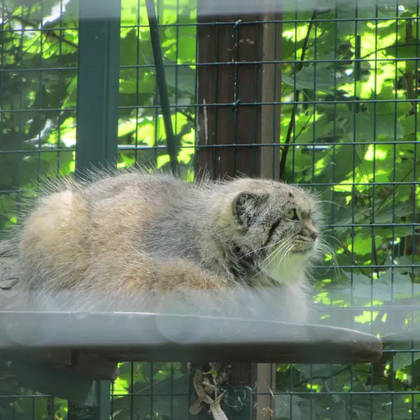 A photograph of Manni in Dessau Zoo
