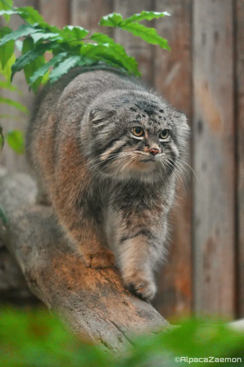 A photograph of Nar in Kobe Animal Kingdom