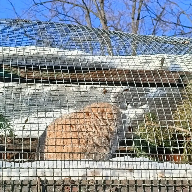 A photograph of a Pallas's cat