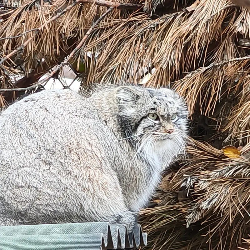 A photograph of Snezhinka in Novosibirsk Zoo