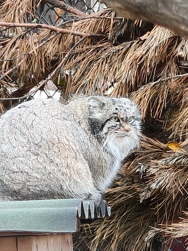 A photograph of Snezhinka in Novosibirsk Zoo