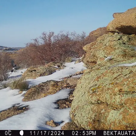 A photograph of a Pallas's cat from Bektauata 2 camera trap