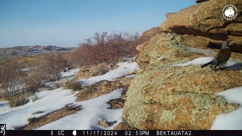A photograph of a Pallas's cat from Bektauata 2 camera trap