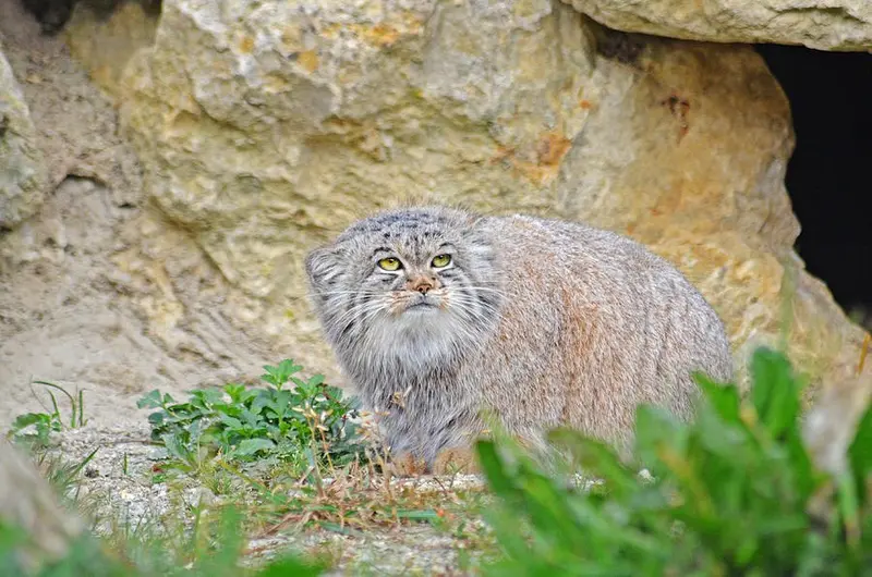 A photograph of Qara in Port Lympne Wild Animal Park
