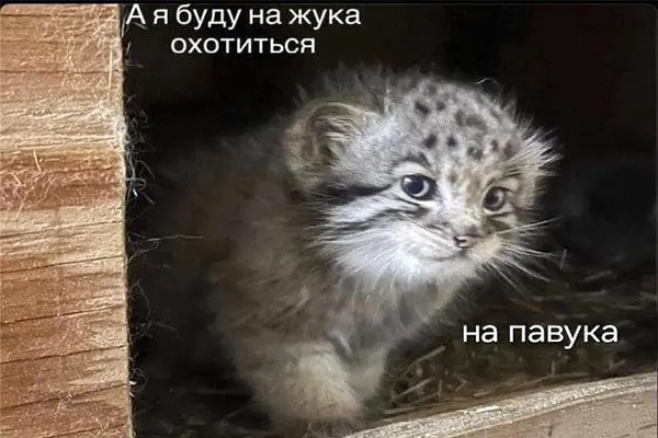 A photograph of a Pallas's cat