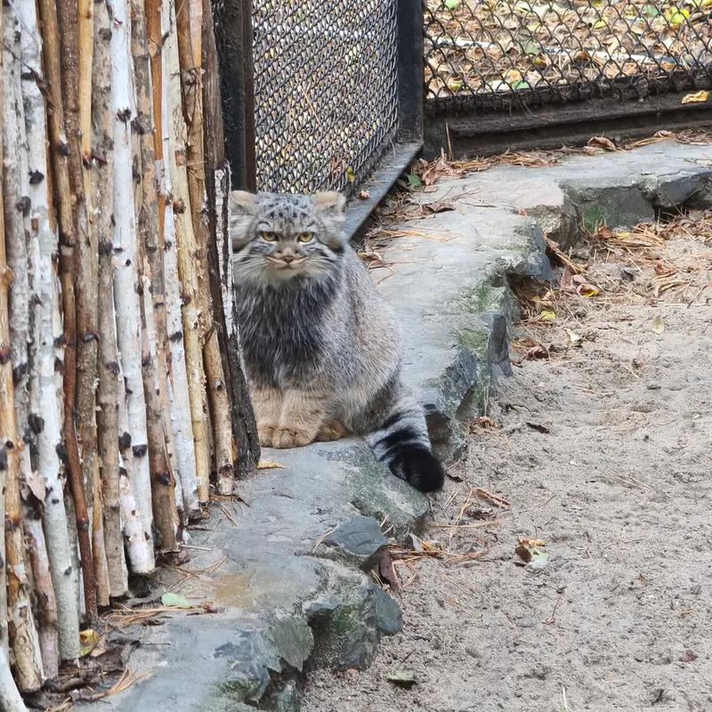 A photograph of a Pallas's cat in Novosibirsk Zoo