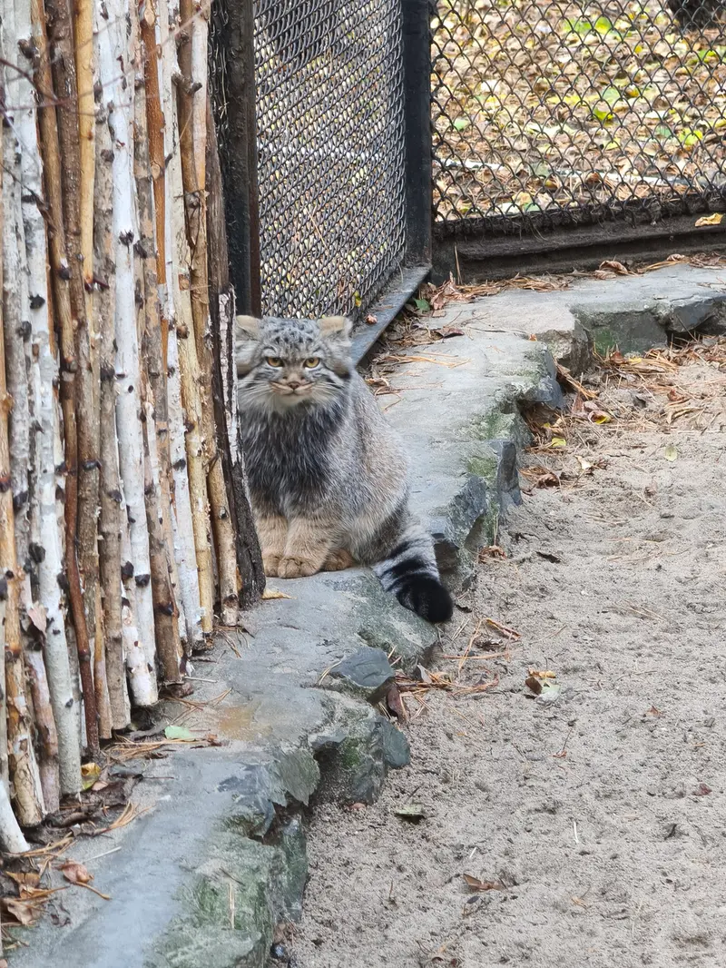 A photograph of a Pallas's cat in Novosibirsk Zoo