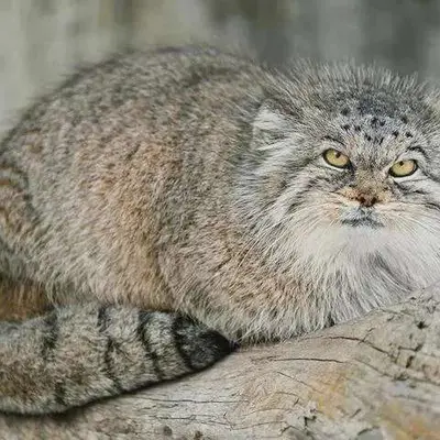 A photograph of Agrunia in Zürich Zoo