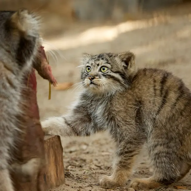 A photograph of Boris in Novosibirsk Zoo