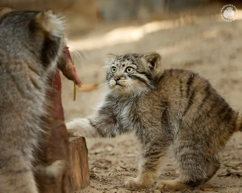 A photograph of Eve and Boris in Novosibirsk Zoo