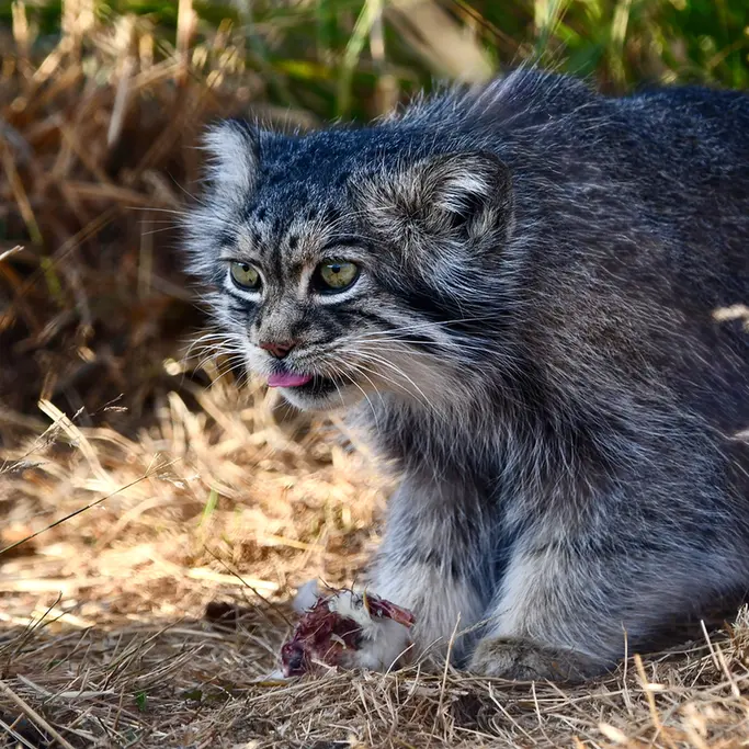 A photograph of Atlan in Port Lympne Wild Animal Park