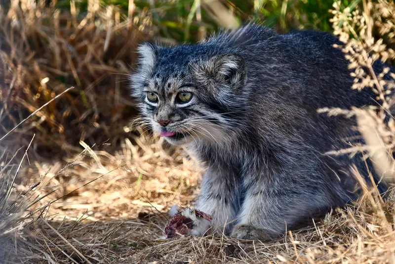 A photograph of Atlan in Port Lympne Wild Animal Park