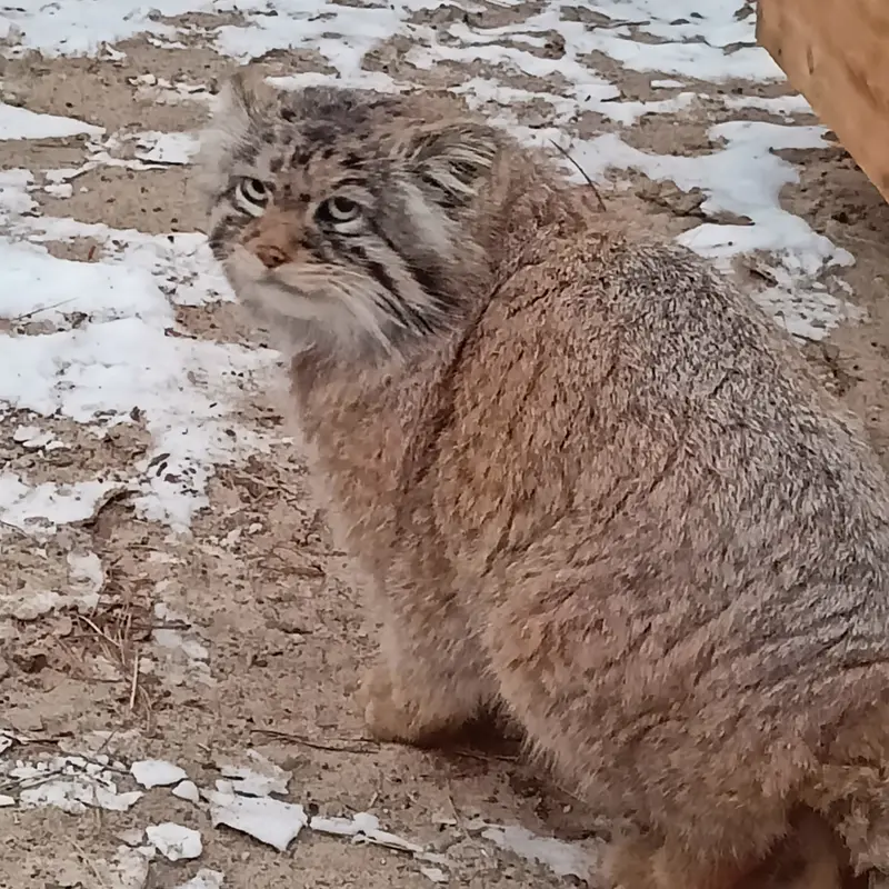 A photograph of George in Novosibirsk Zoo