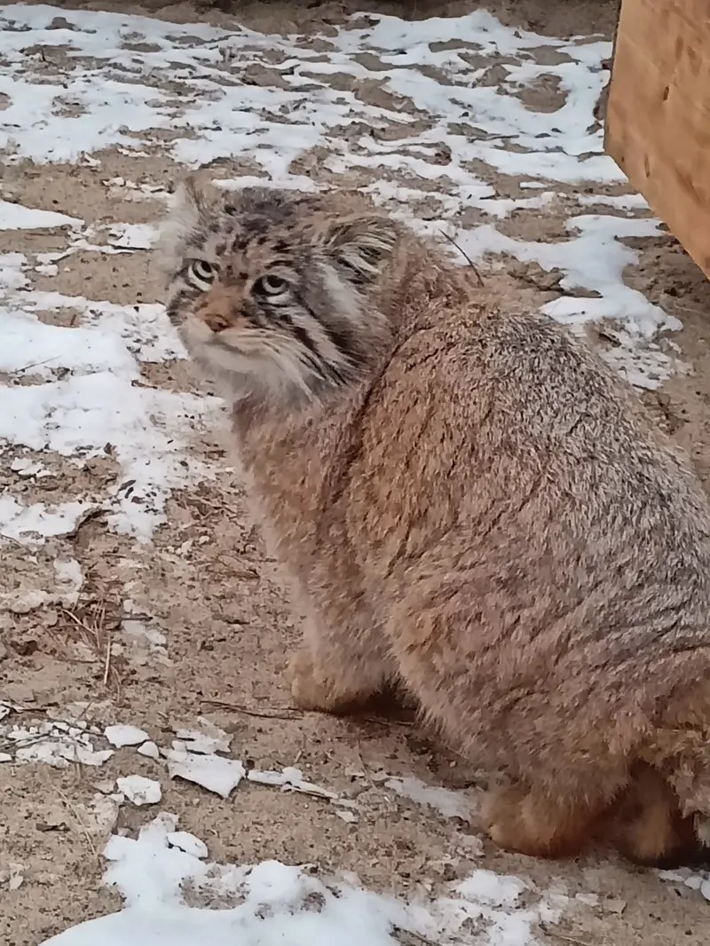 A photograph of George in Novosibirsk Zoo