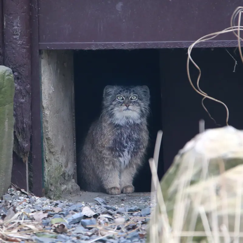 A photograph of Pluton in Ostrava Zoo