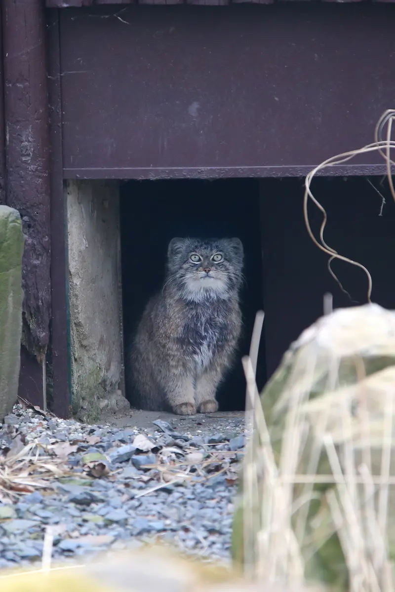 A photograph of Pluton in Ostrava Zoo