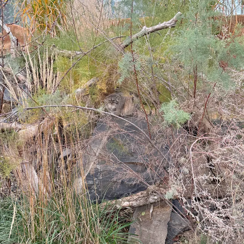 A photograph of Prinsessa in Prague Zoo