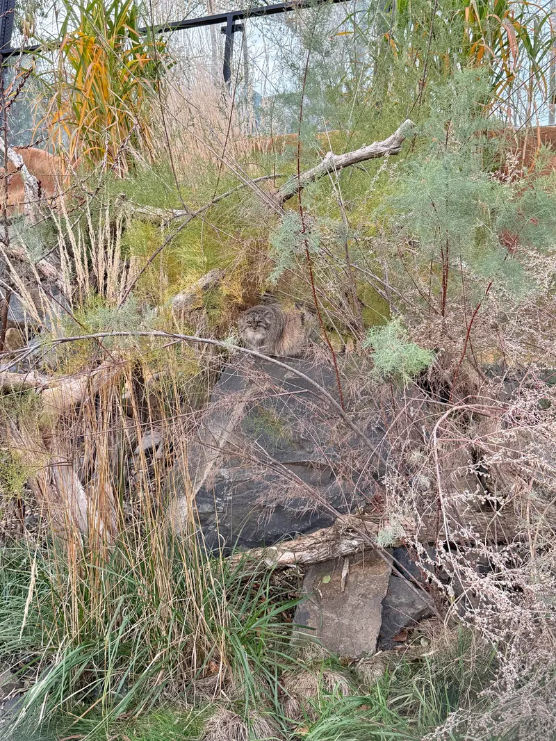 A photograph of Prinsessa in Prague Zoo