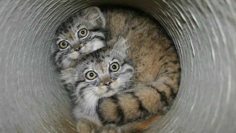 A photograph of a Pallas's cat