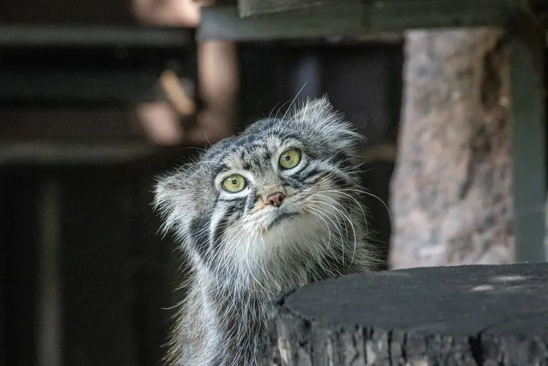 A photograph of Timofey in Moscow zoo