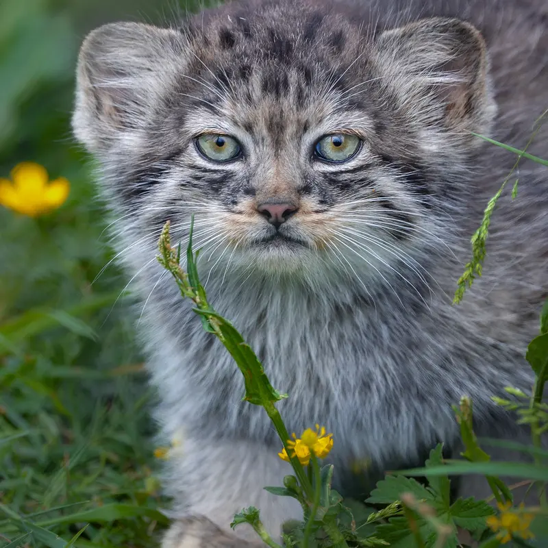 A photograph of a Pallas's cat in Port Lympne Wild Animal Park