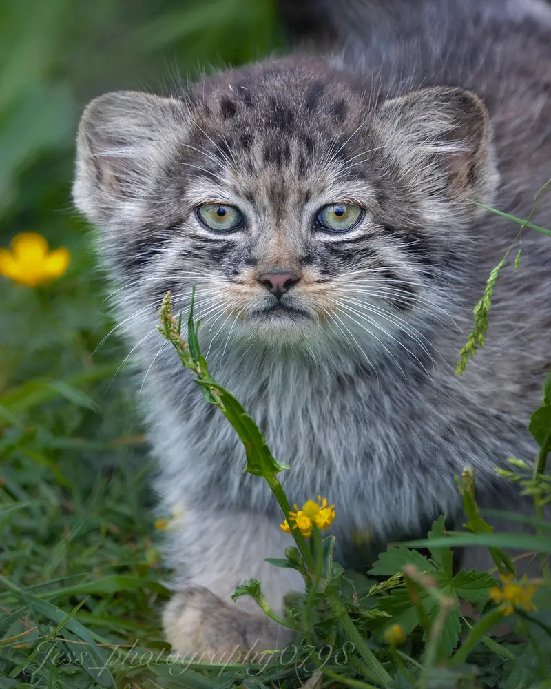 A photograph of a Pallas's cat in Port Lympne Wild Animal Park