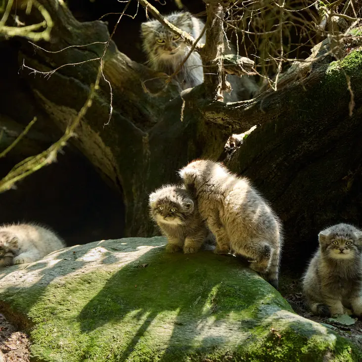 A photograph of Tsas in Parco Faunistico La Torbiera