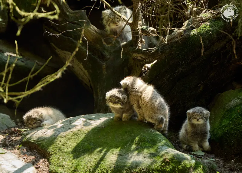 A photograph of Altana, Tsas, Saran, Ariunaa, and Tuya in Parco Faunistico La Torbiera